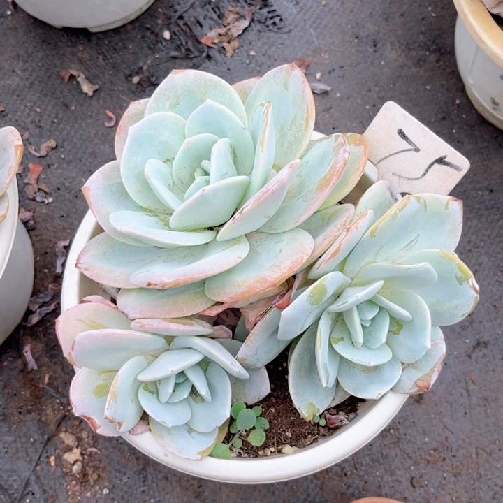 晨语多肉一物一拍75