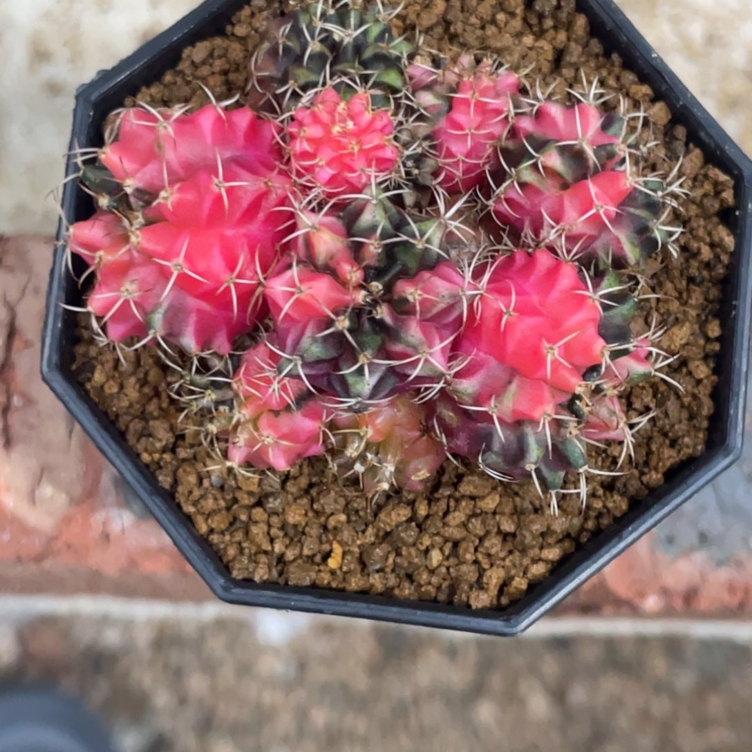 当前无花朵，栽培后可花朵群生多头米哈锦