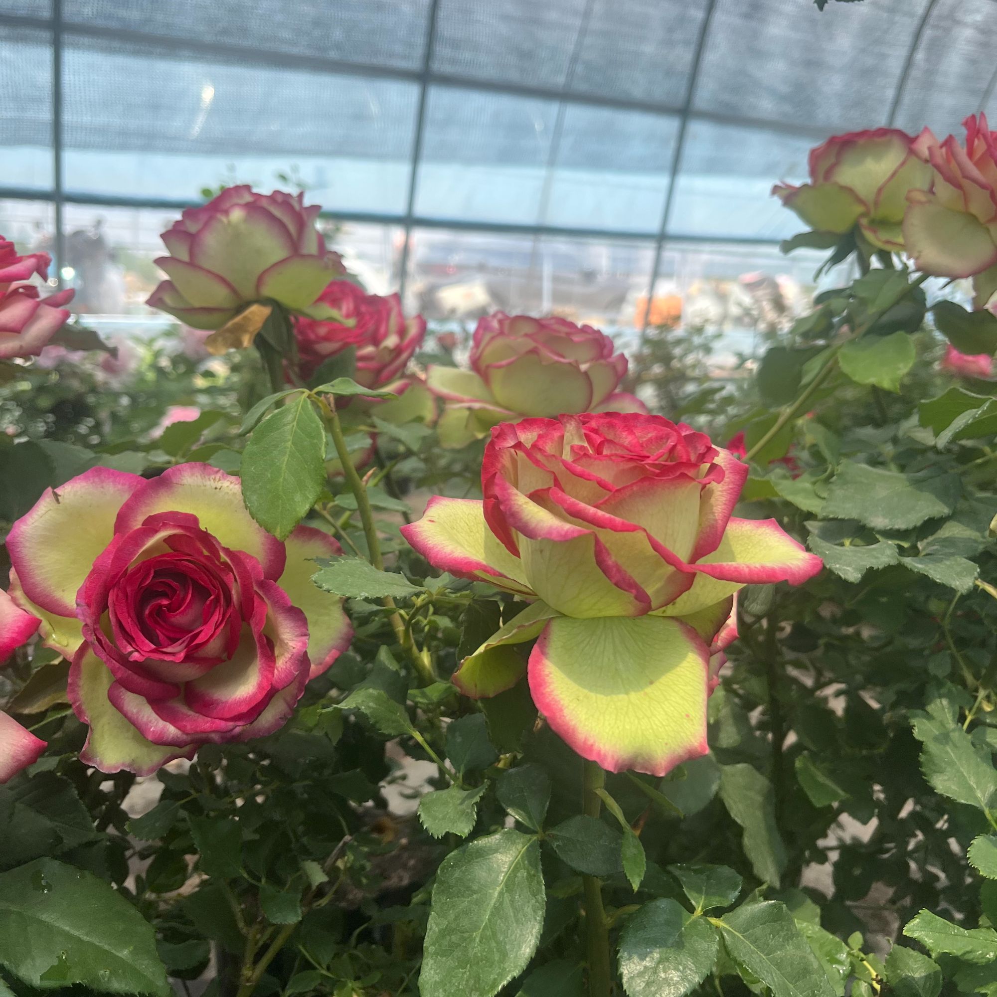 【梦露】灌木切花月季花型 灌木玫瑰月季阳台庭院多季开花