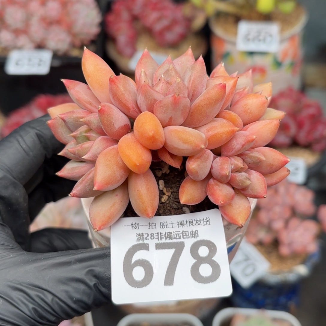 红象牙无盆土发货