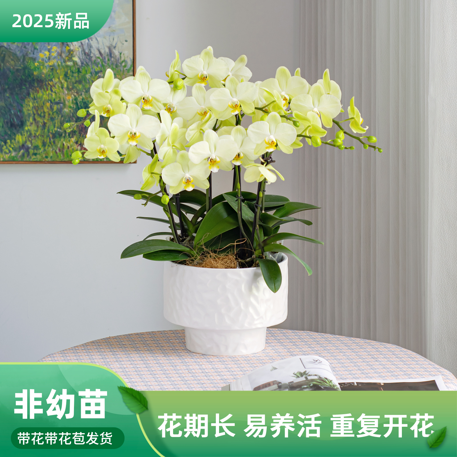 【金色池塘】蝴蝶兰【卡利】室内花卉盆栽带花客厅办公室绿植美观鲜花