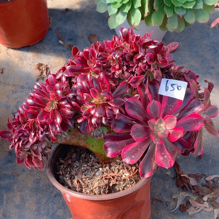 650美杜莎缀化精品法师