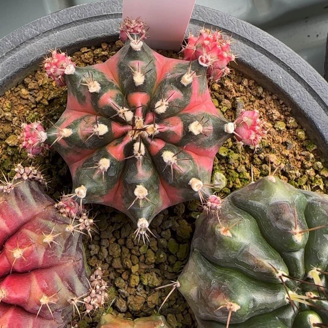 139-0214脱土发多肉