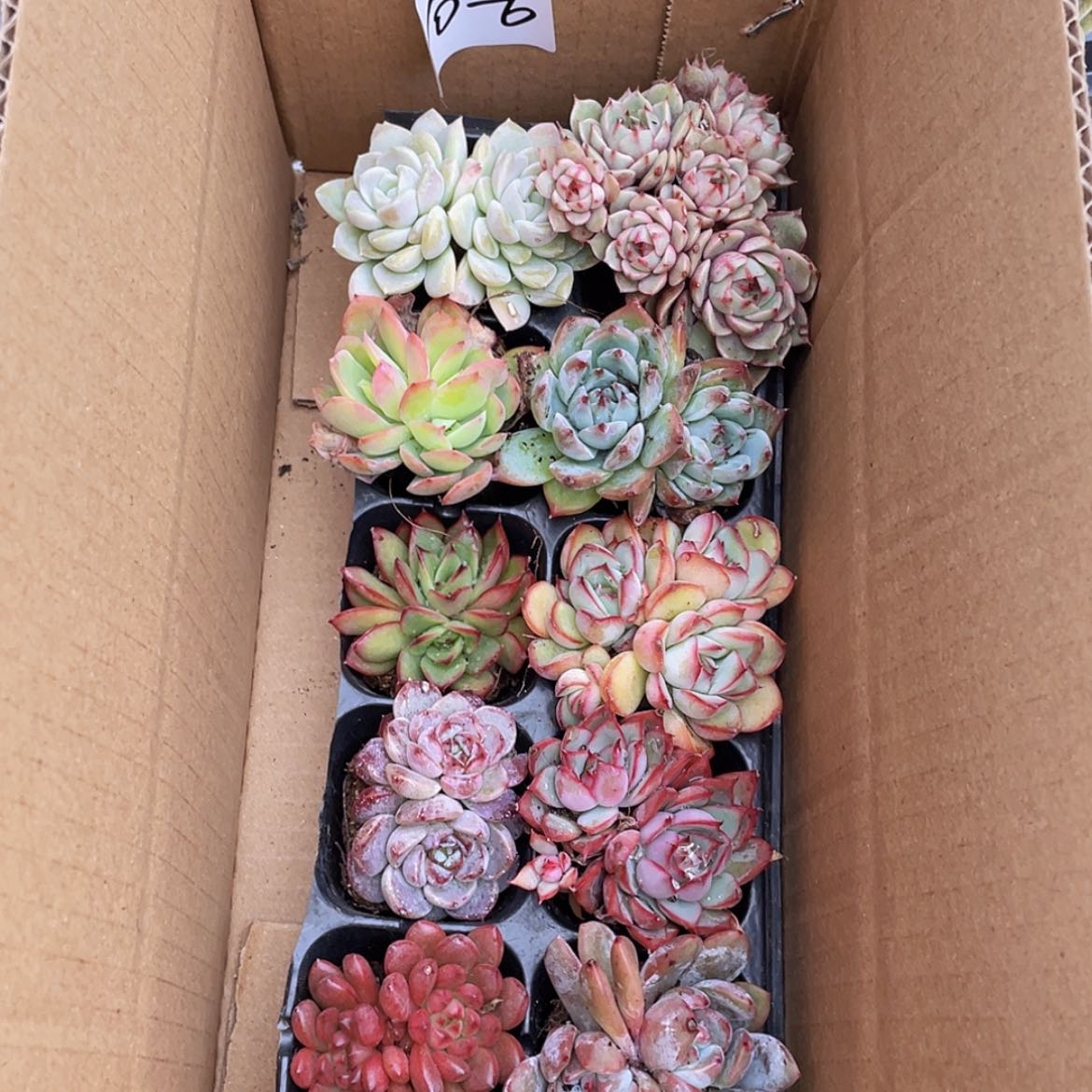 【闪购商品】10颗-6号