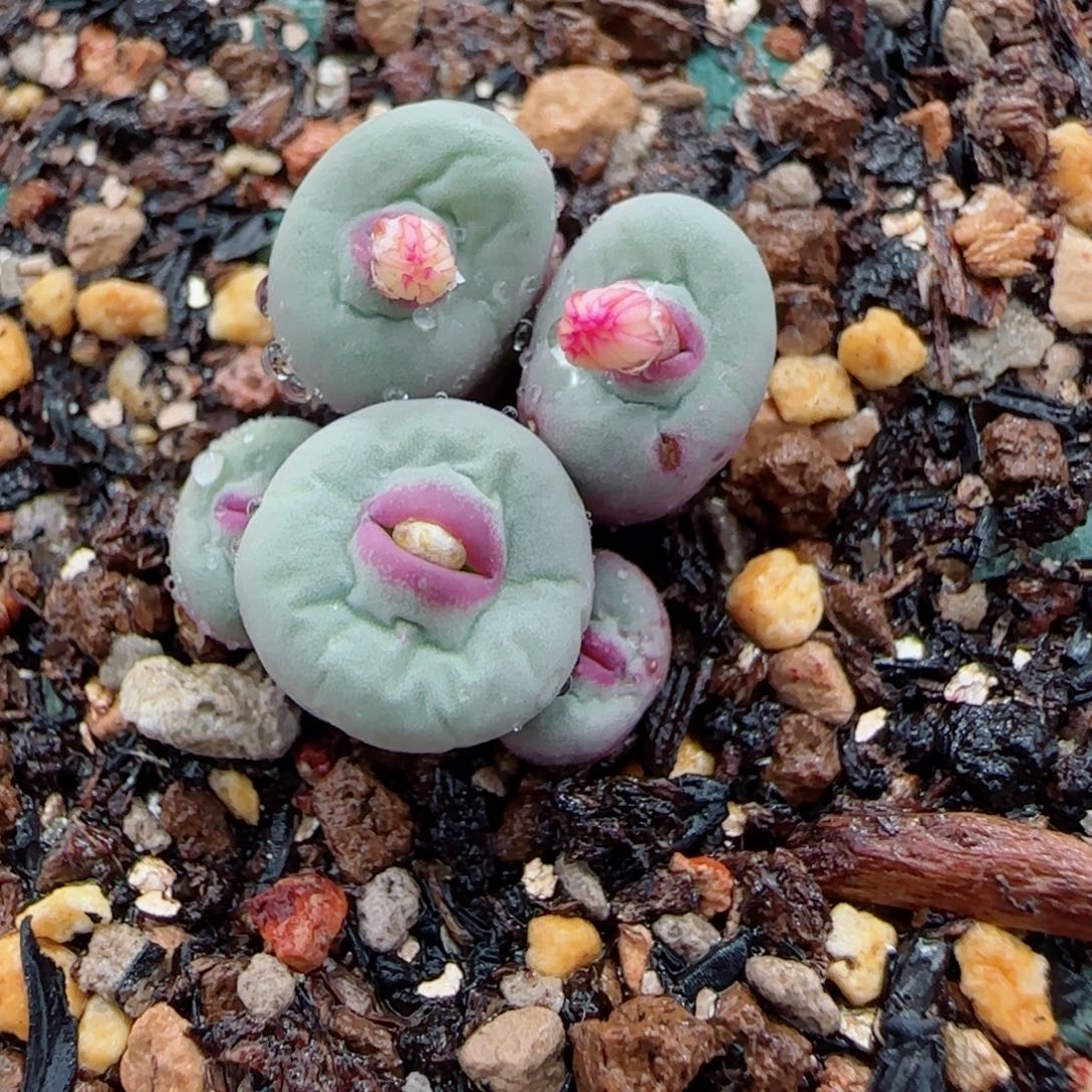 多肉植物1380B大群2号