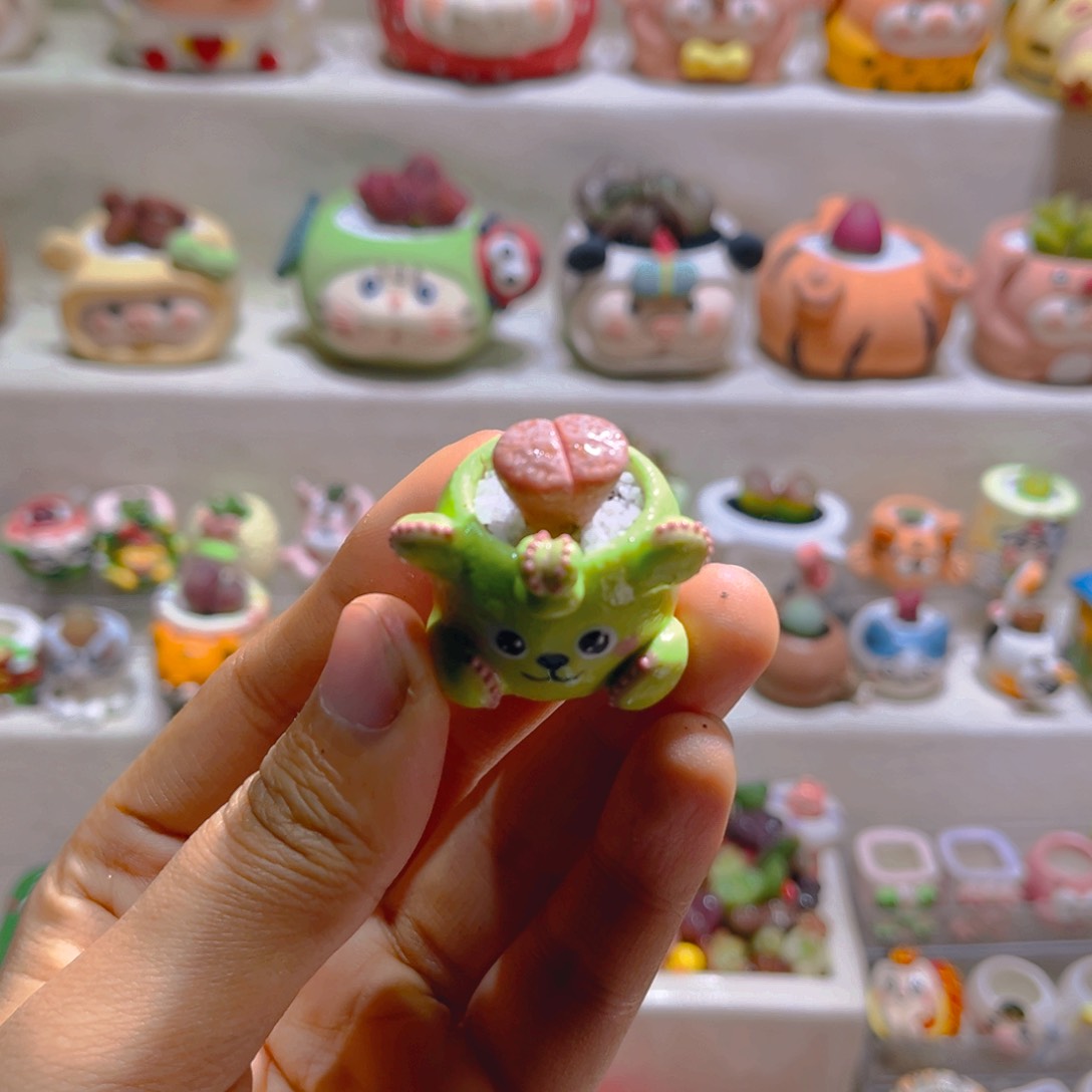 027高端多肉带盆土一套26