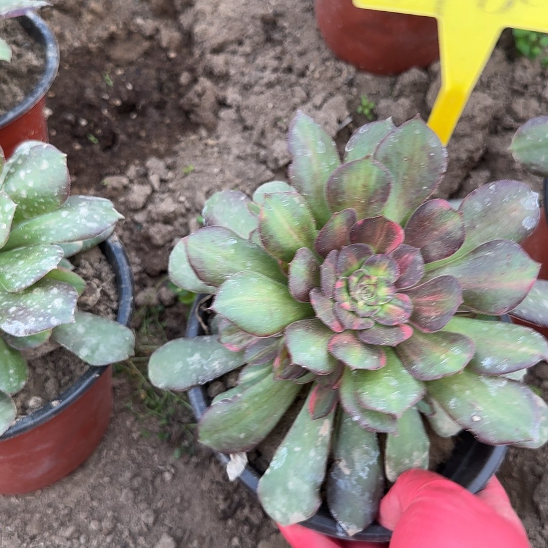 4180---流星雨多头