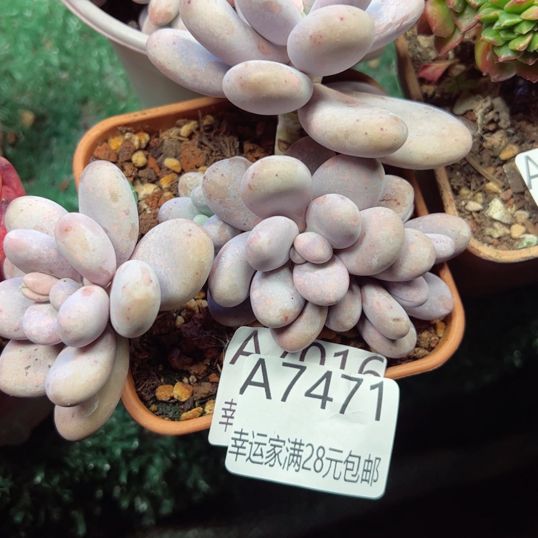 幸运的是我的朋友们