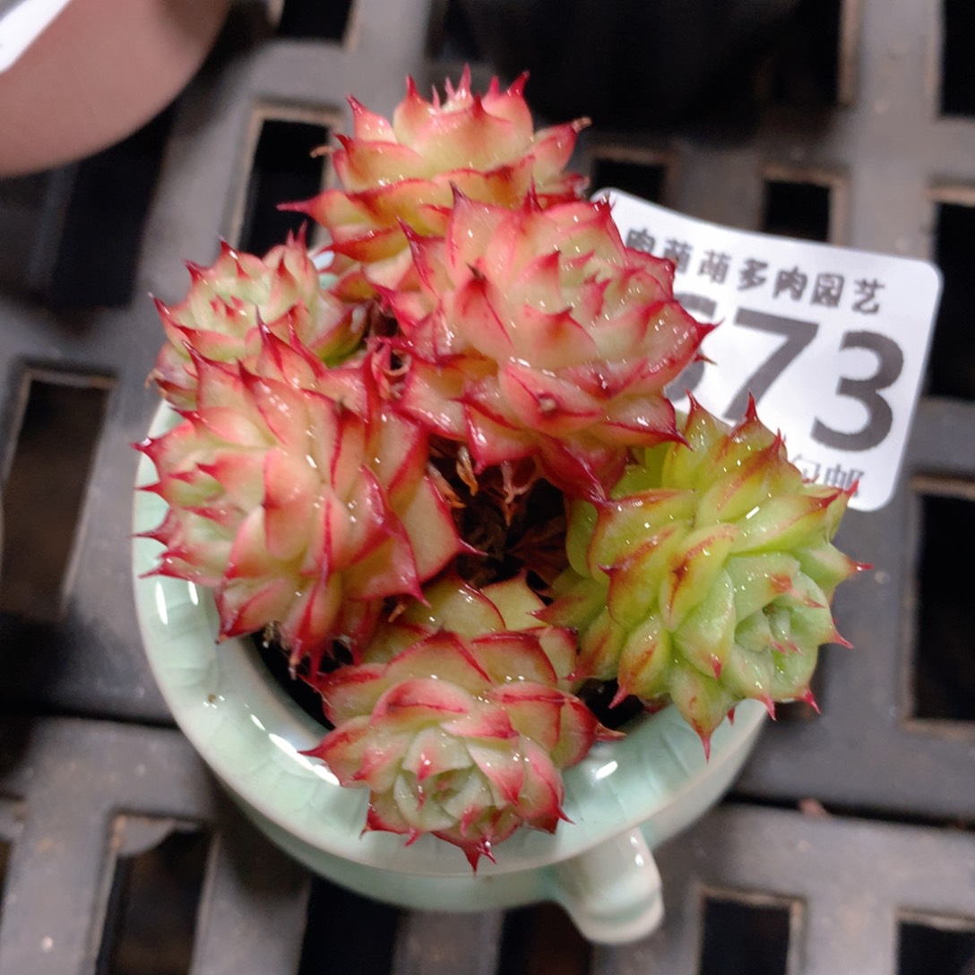 5CM拇指盆精控多肉ZL673