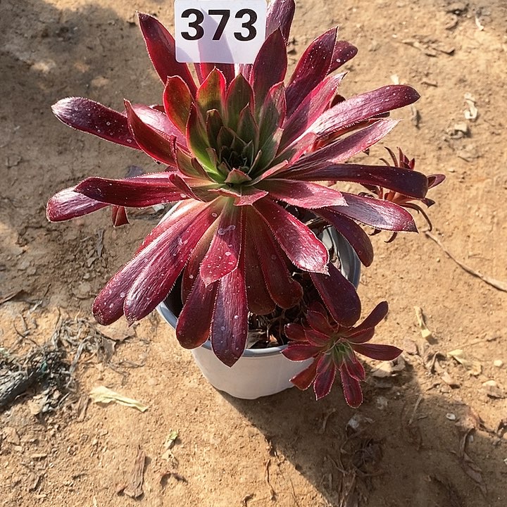 法师植物12345678