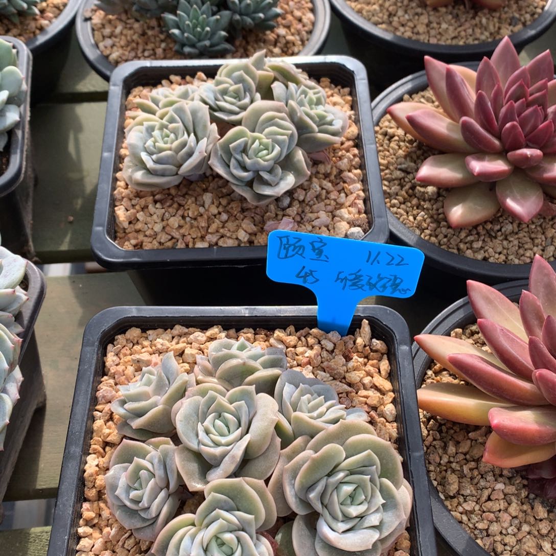 颐***宝我们家的小仙女们