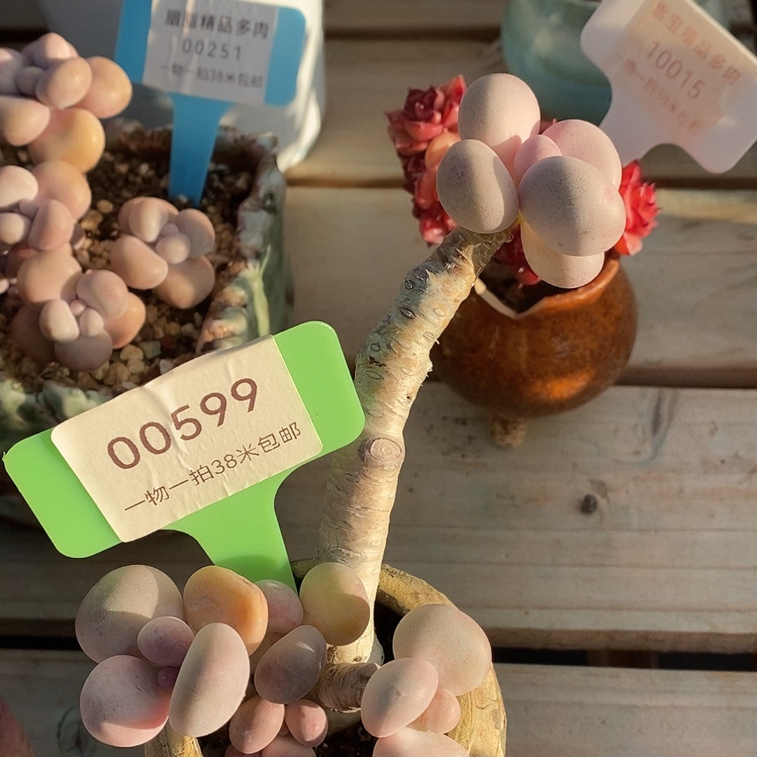 00599册老师了啊咯哦我