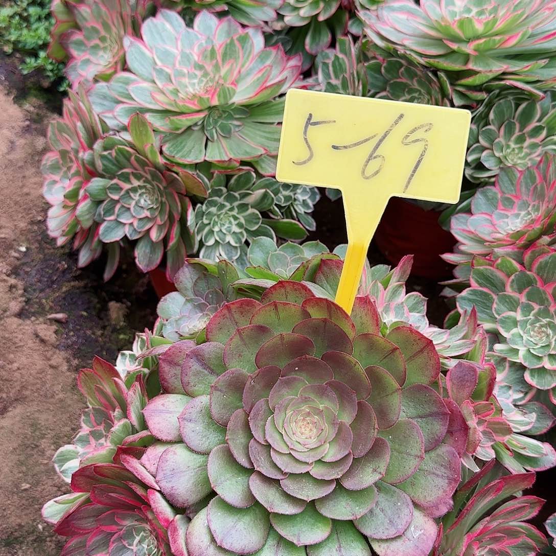 5-69+--多头多肉植物