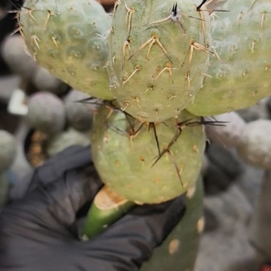 恋***布习志野仙人球直播