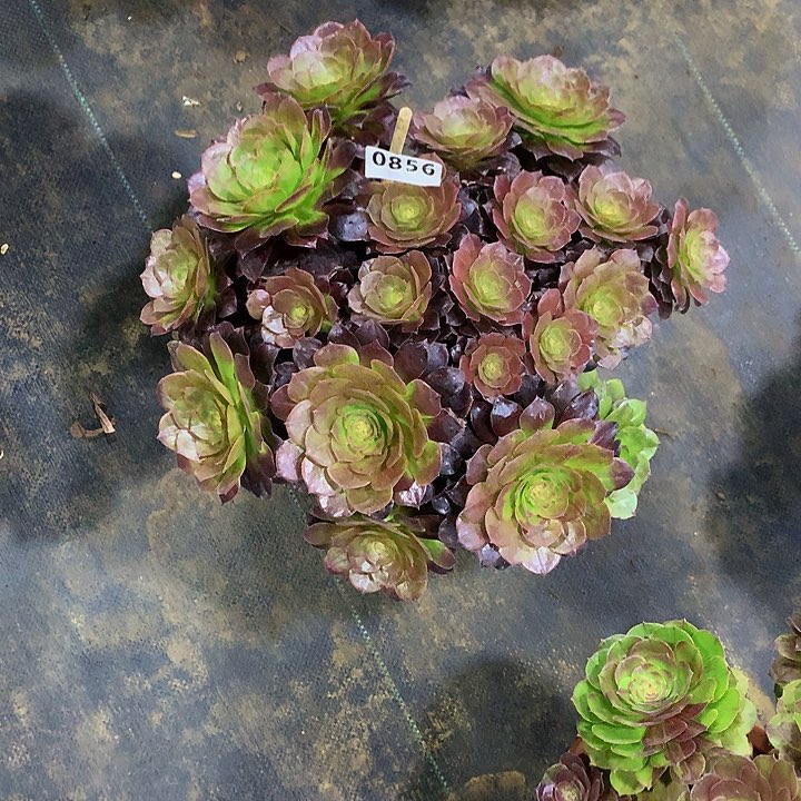 A****?多肉赤焰莲856000