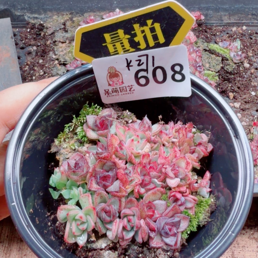 多肉植物多肉植物