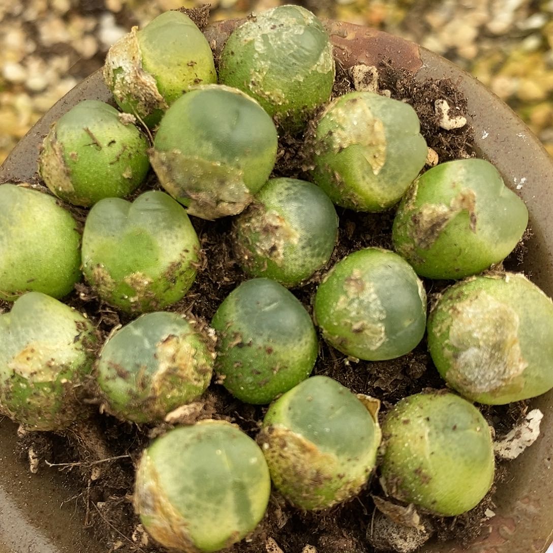 1154紫拉登一组。         