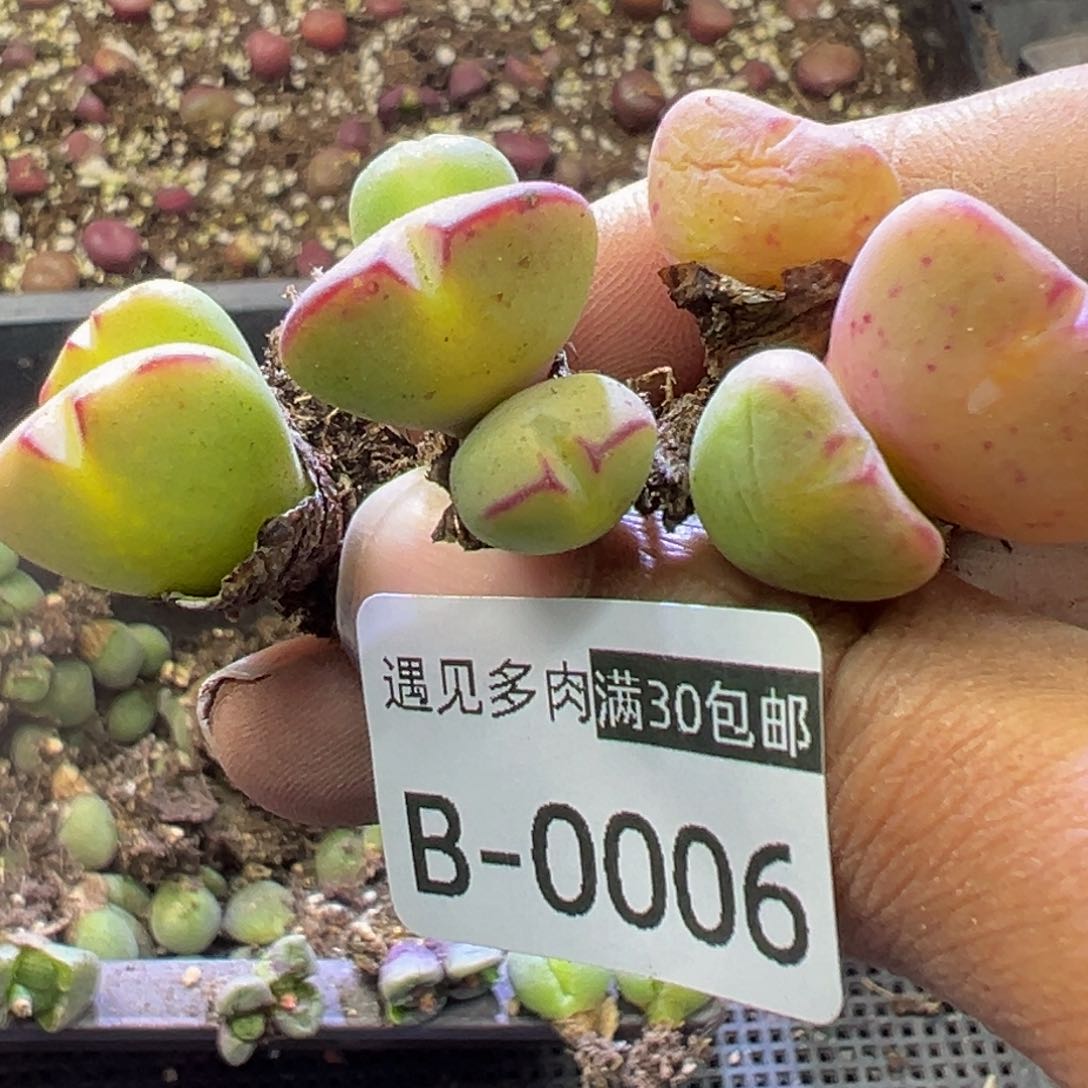 多肉植物111111111111111