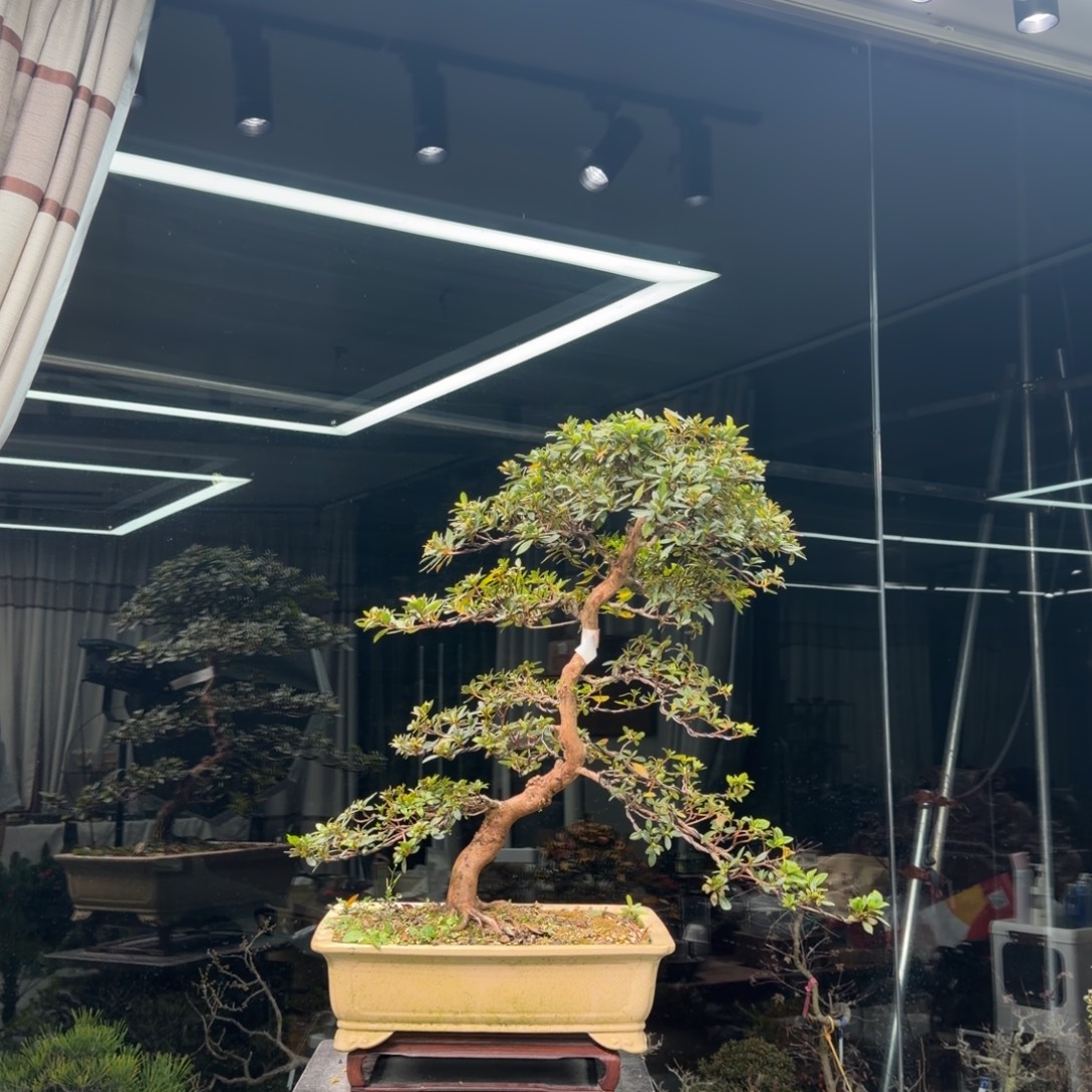 大***流无花朵花卉苗木花卉苗木