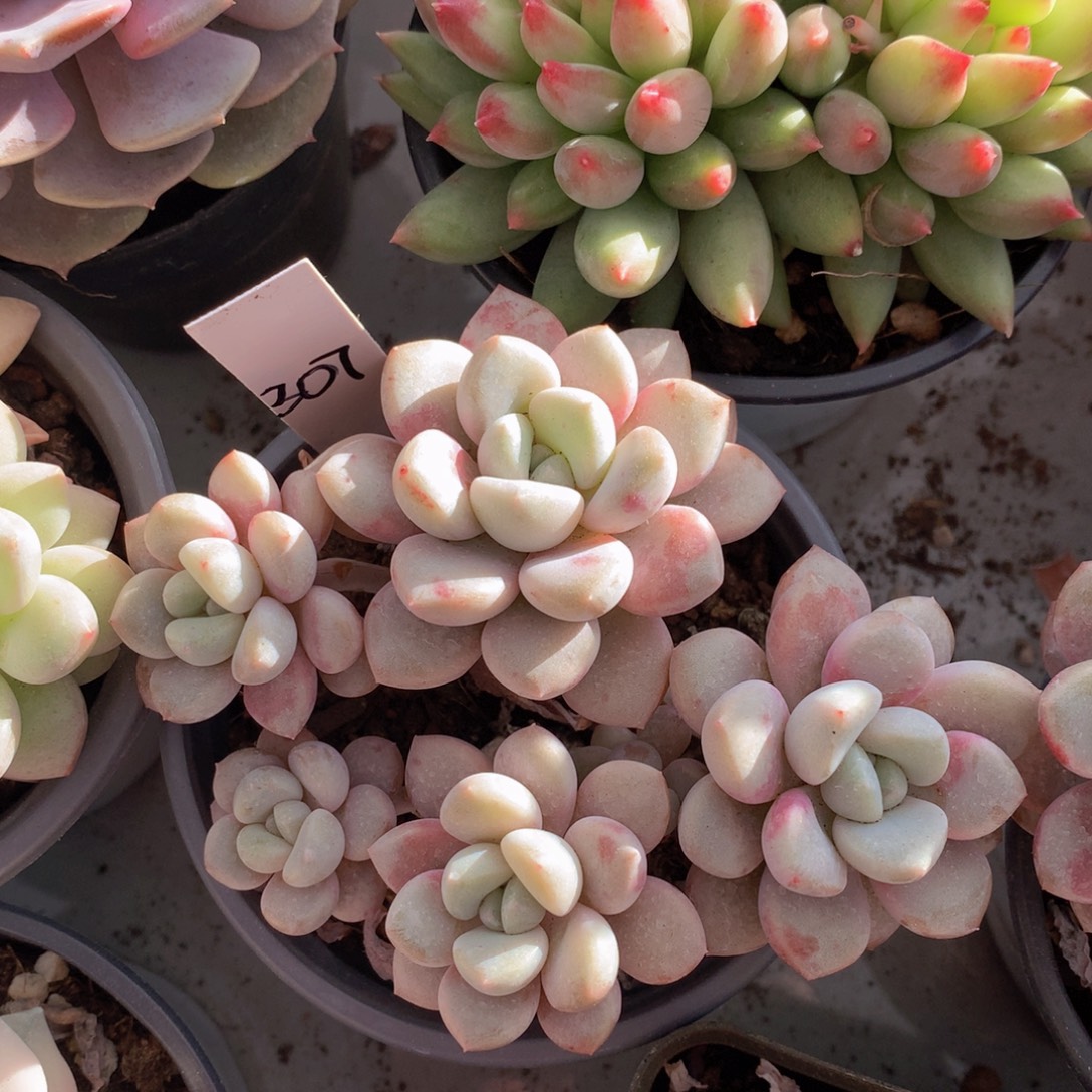 花那么多日子黑五62623737