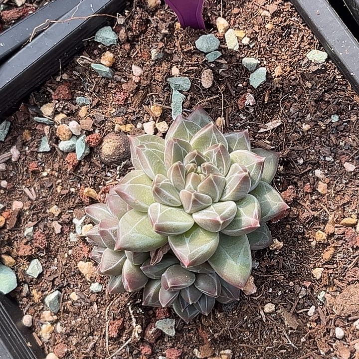 多肉植物雪花美人406