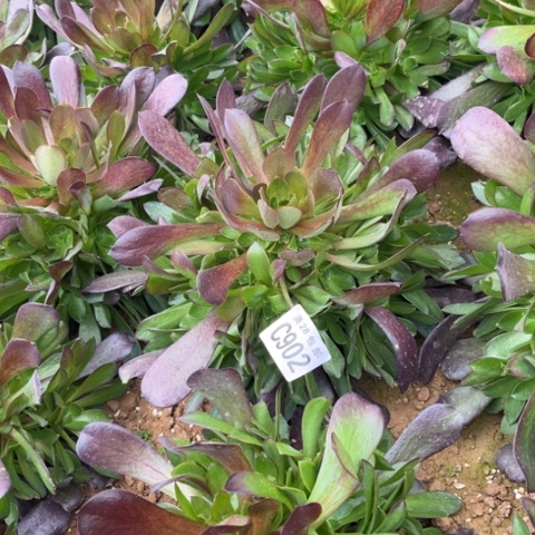 902紫玫瑰不包断枝