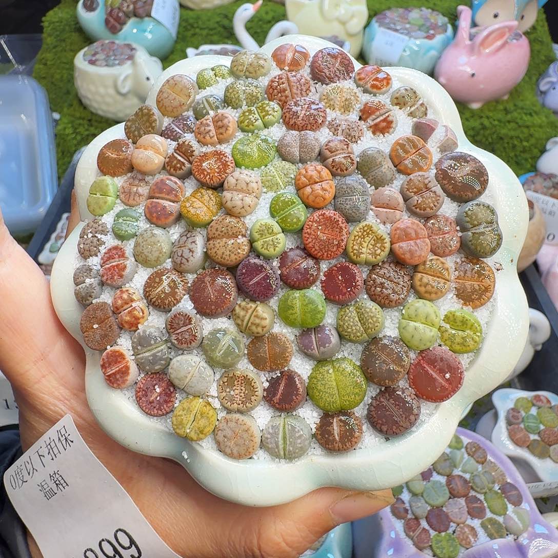 多肉植物福利冲1399