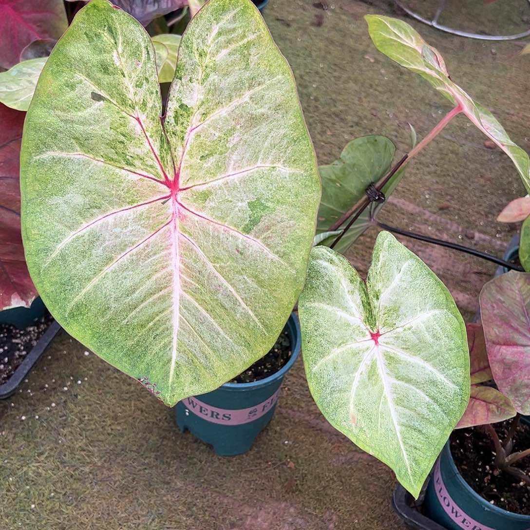 无花朵超大球泰彩养定37