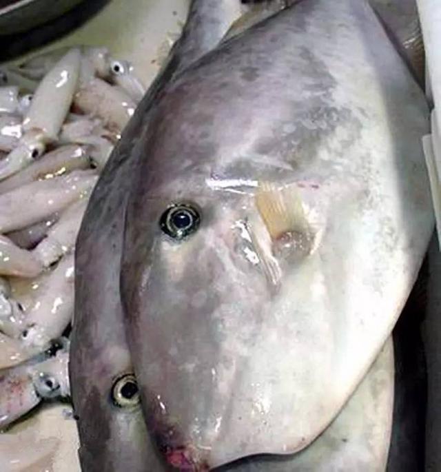 扒皮鱼--顺丰发货/保鲜不保活