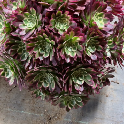 多肉植物天河锦。