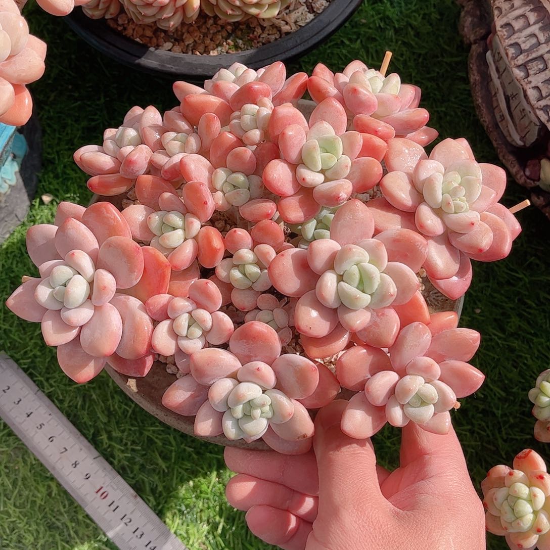 韩版樱花洛神多肉