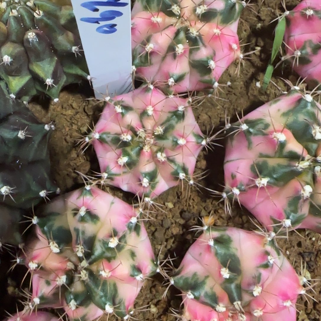 沁*20-0114白衣天使泰国发货多肉