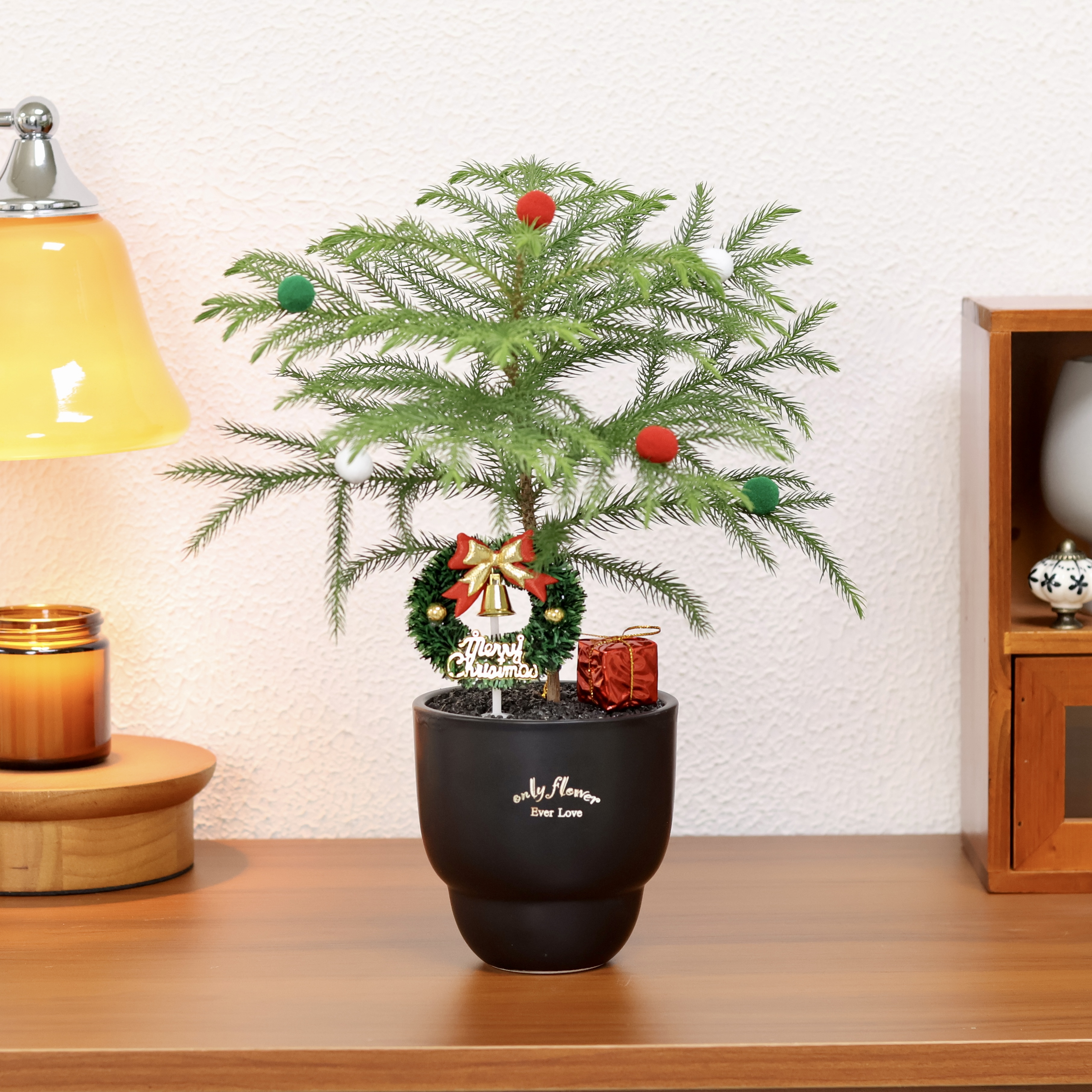 南洋杉圣诞树盆栽室内桌面绿植好养可作节日装饰净化空气