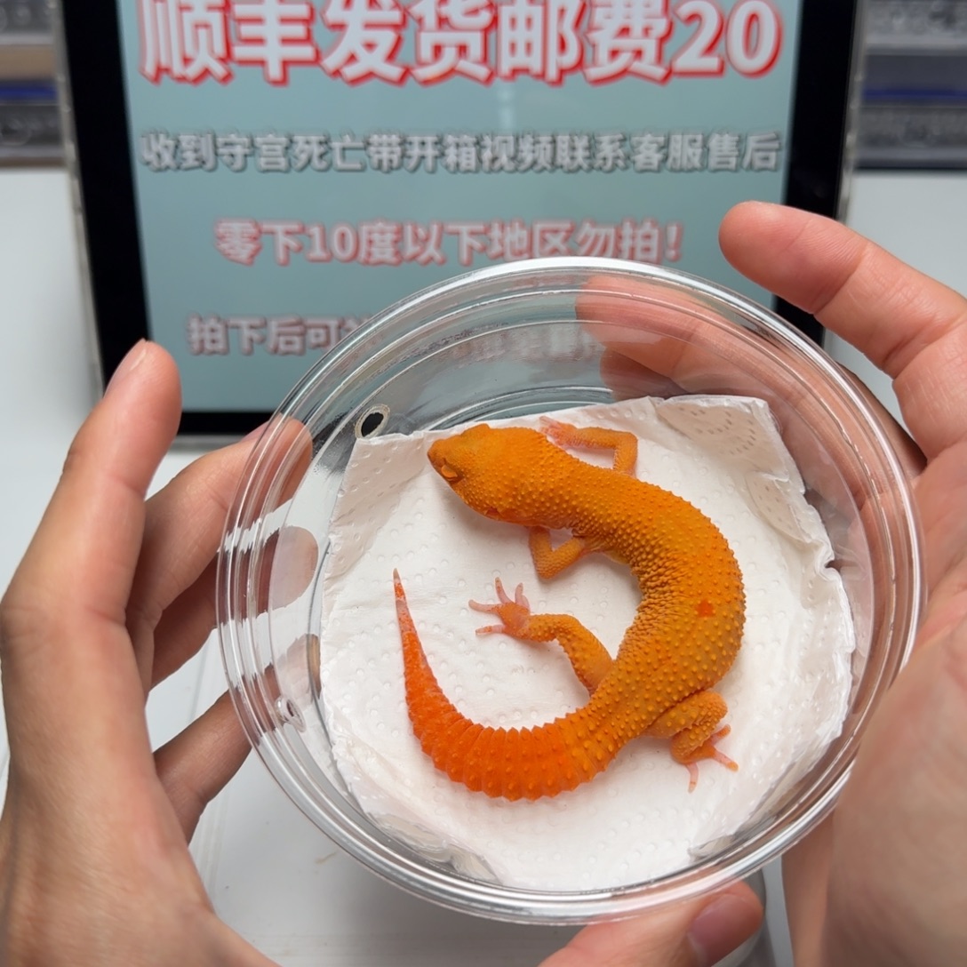 豹纹守宫血贝尔蜜桔满尾妹妹