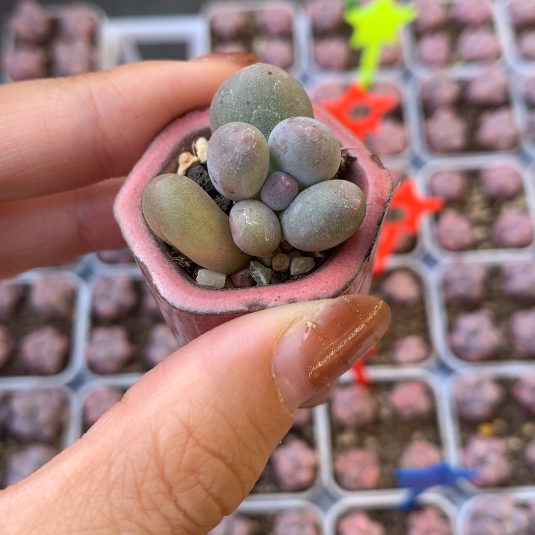 32 米可奶 精品韩国奶酪多肉