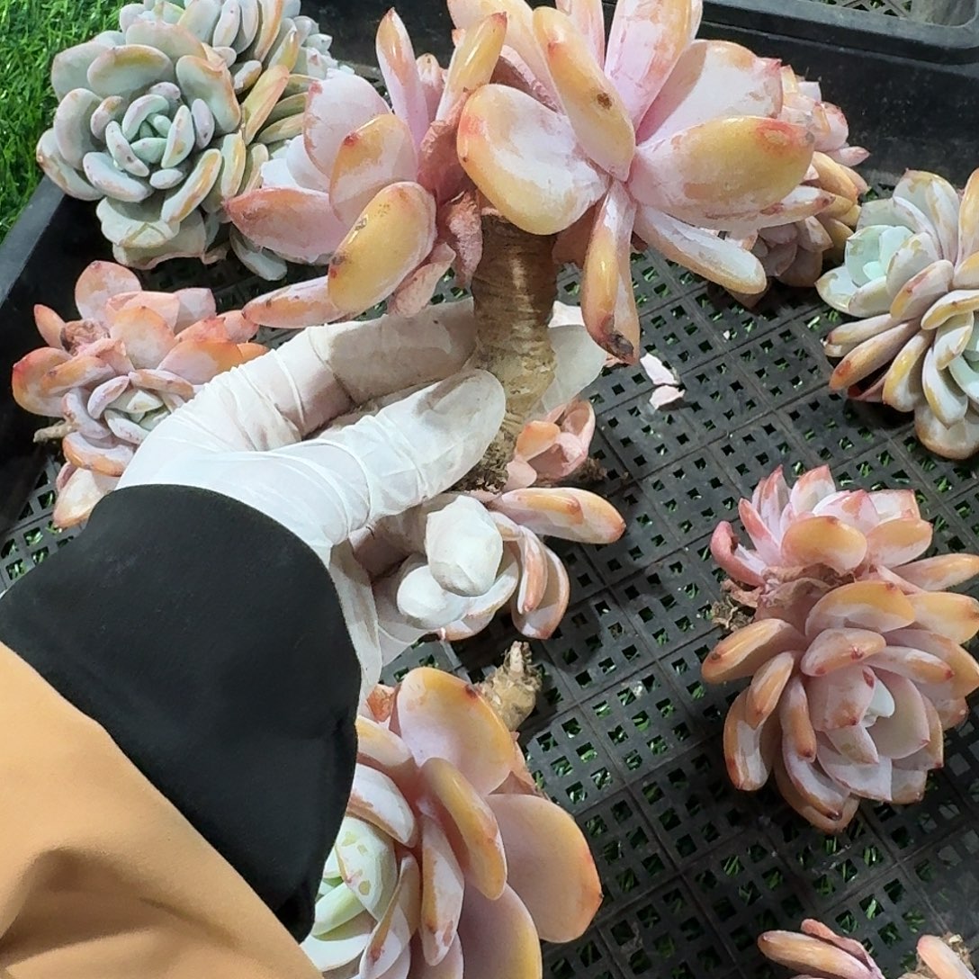 u***u978   多肉售后范围：签收起7天内