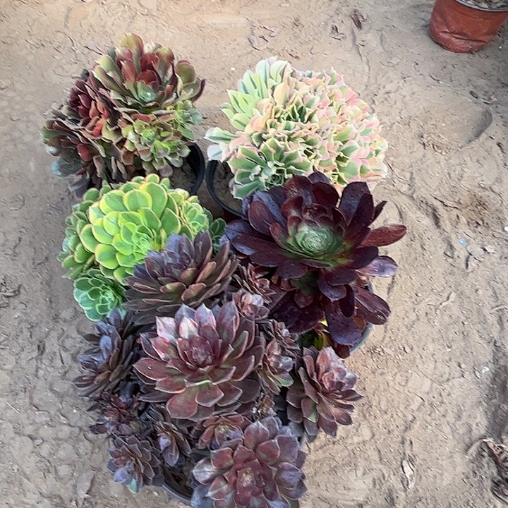 062多肉植物瑕疵特价，