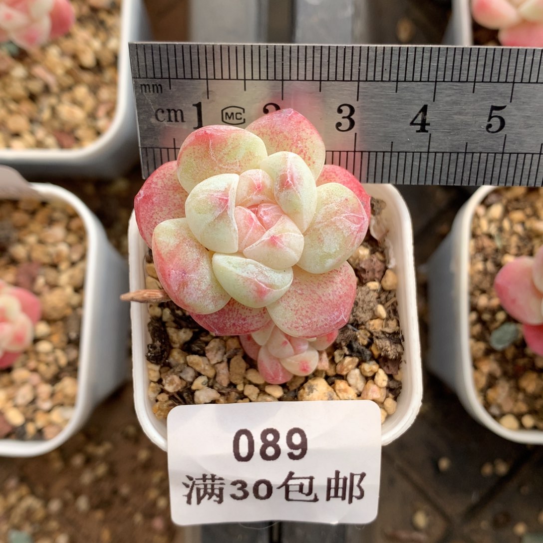 89。小腿石化冰玉。