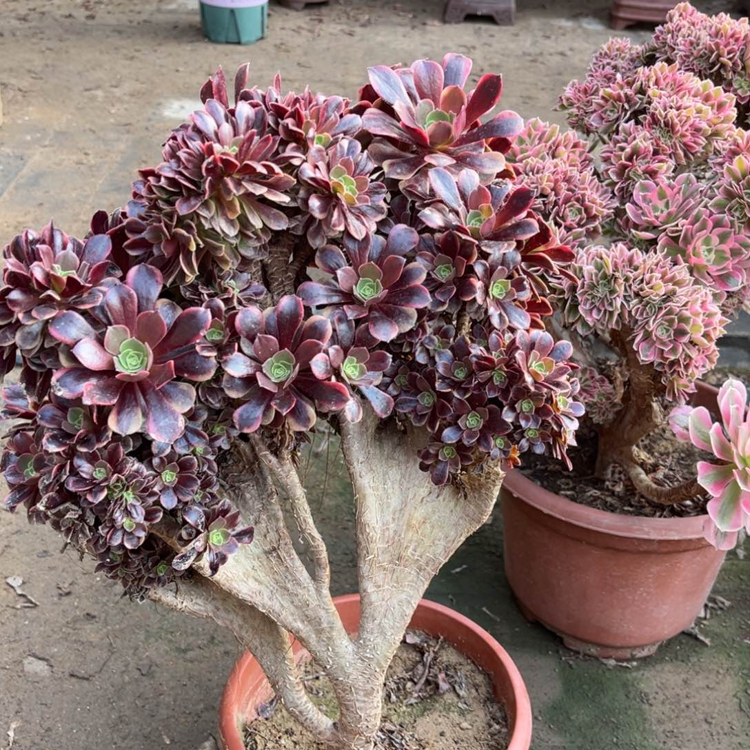 鲜花绿植一物一拍