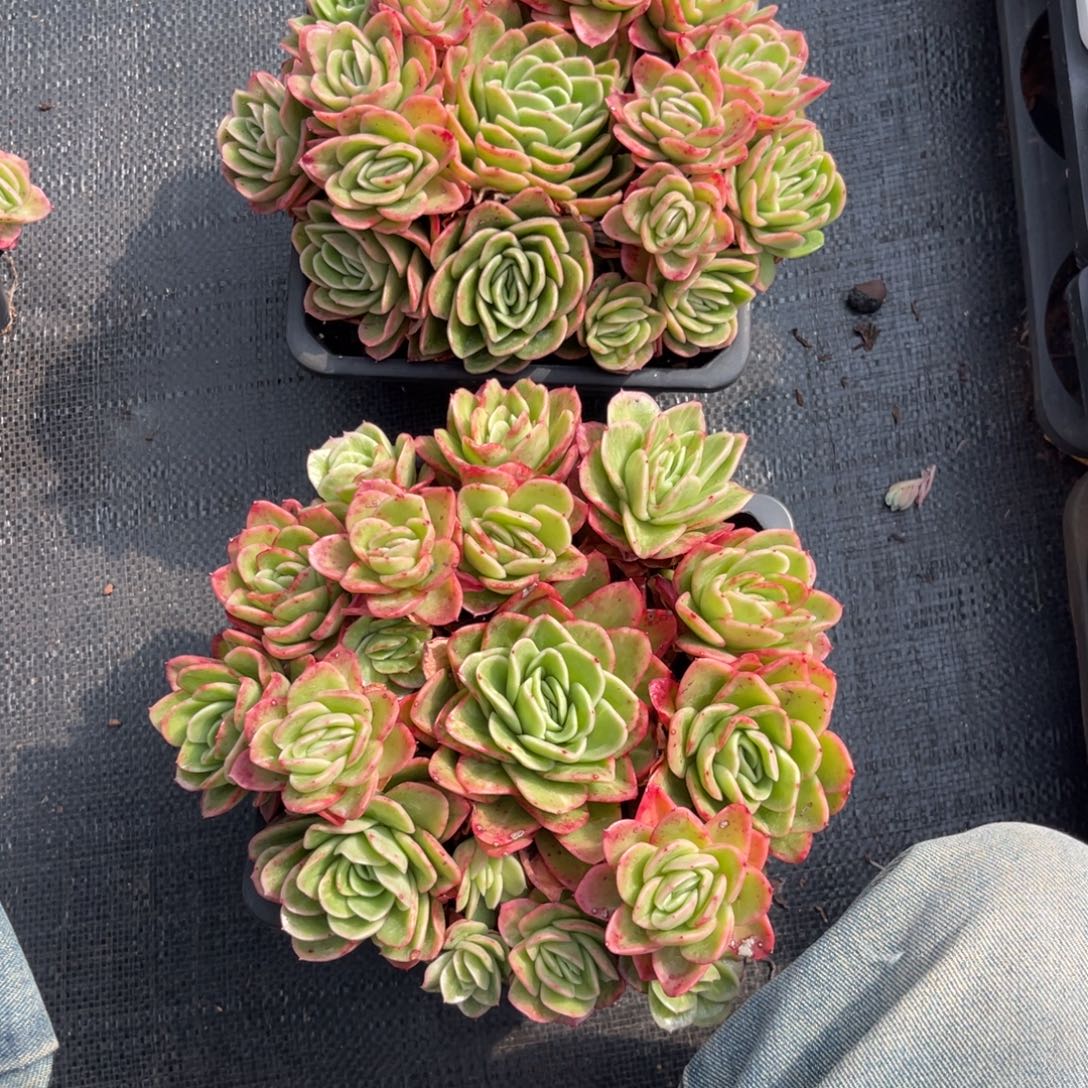 泡****云尘多肉一物一拍845，