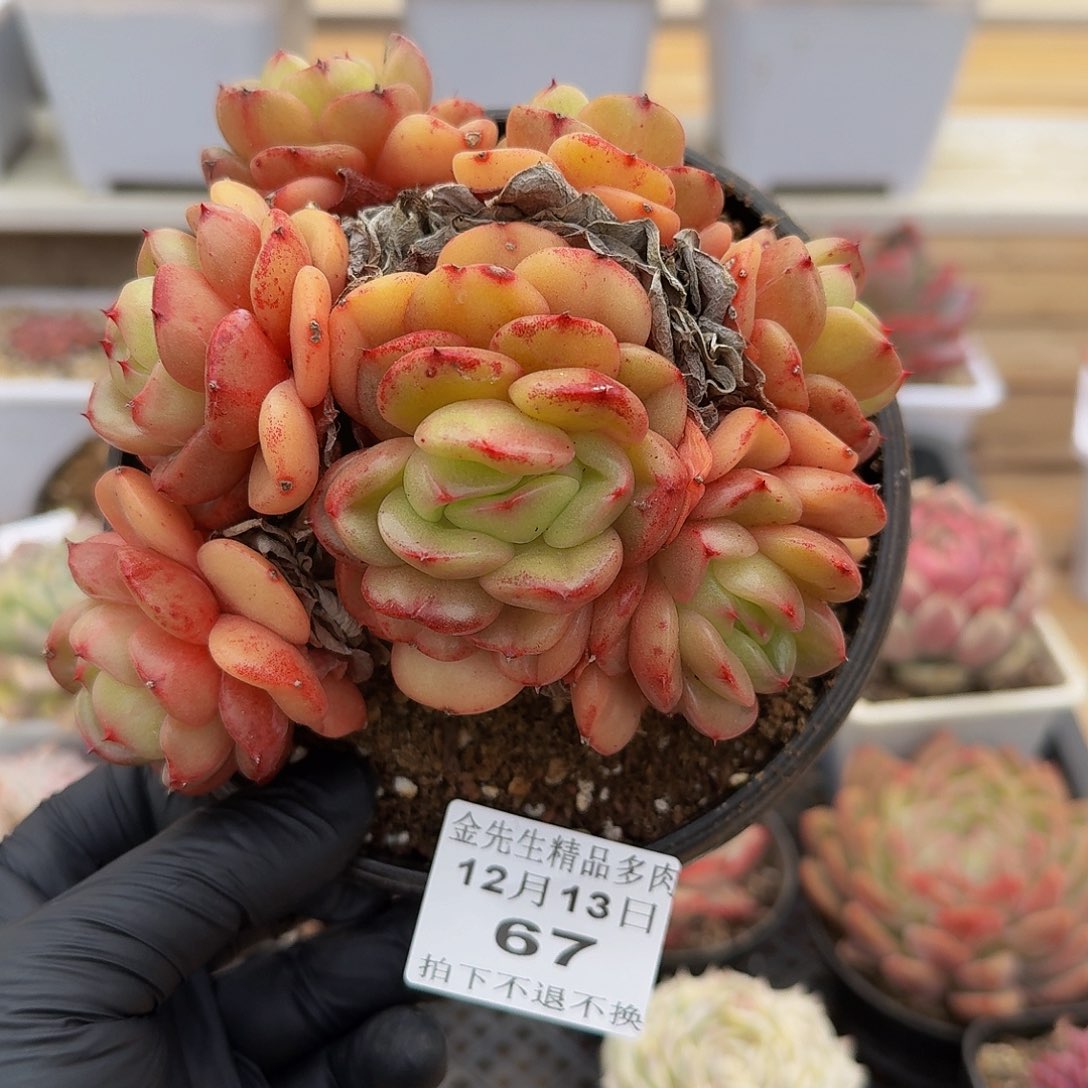 1214-67安可群生a