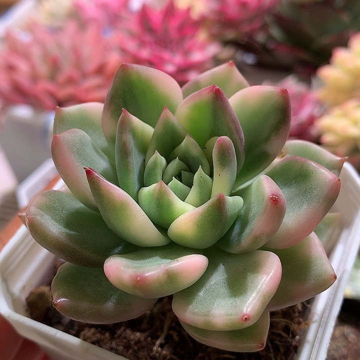 不知名东云锦锦锦