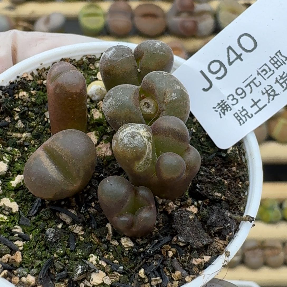 940恍恍惚惚哈哈哈