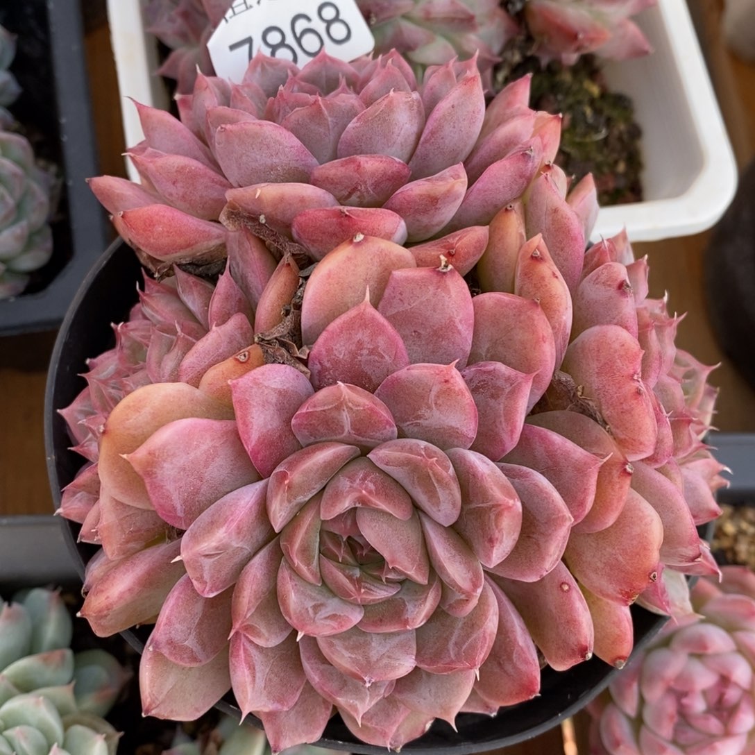 娜***姐杂交精品多肉7868~12厘米