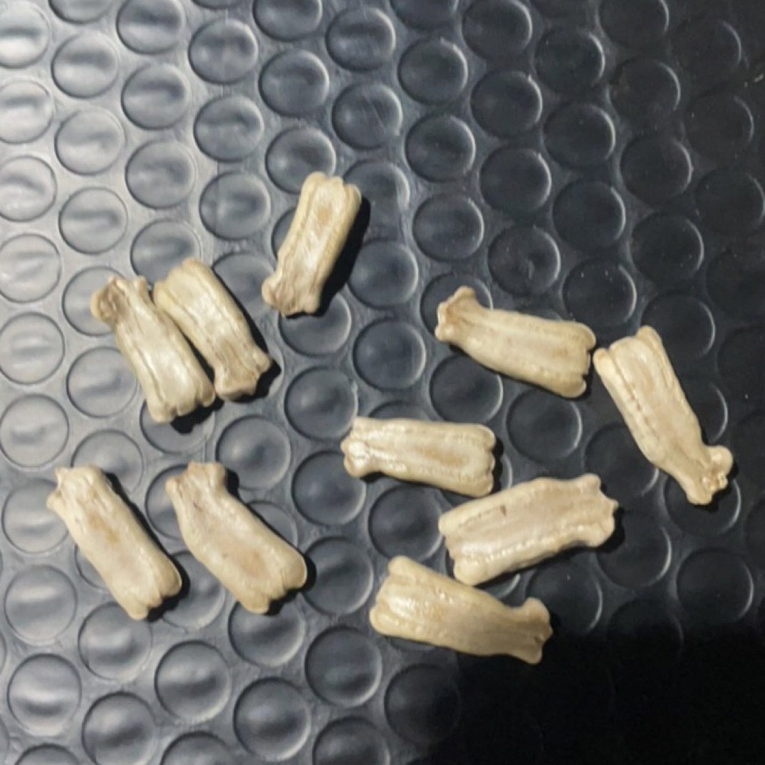 莲花头大葫芦大钱袋子籽12颗/包