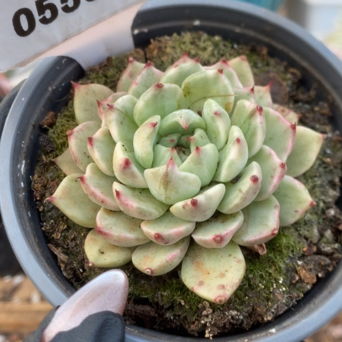 550东云杂锦锦锦锦锦