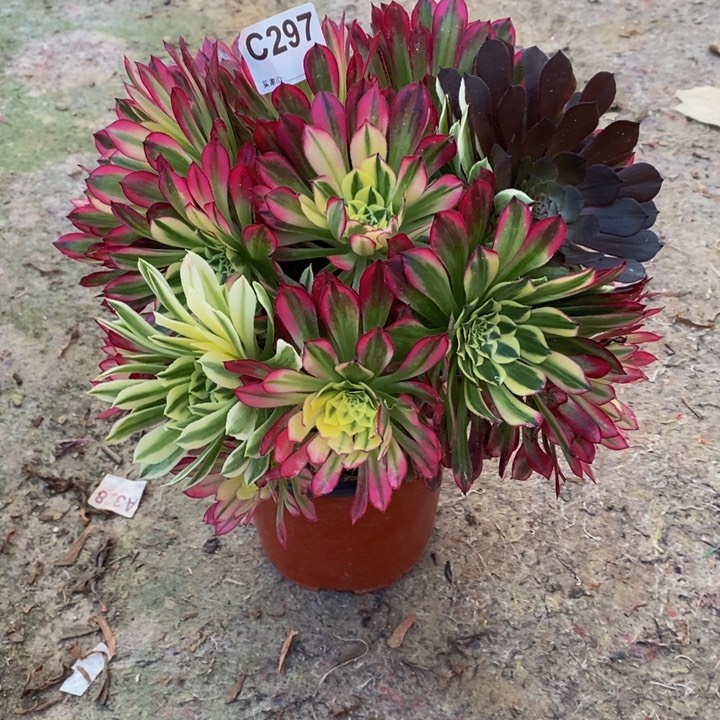 梦**人天河多肉植物297