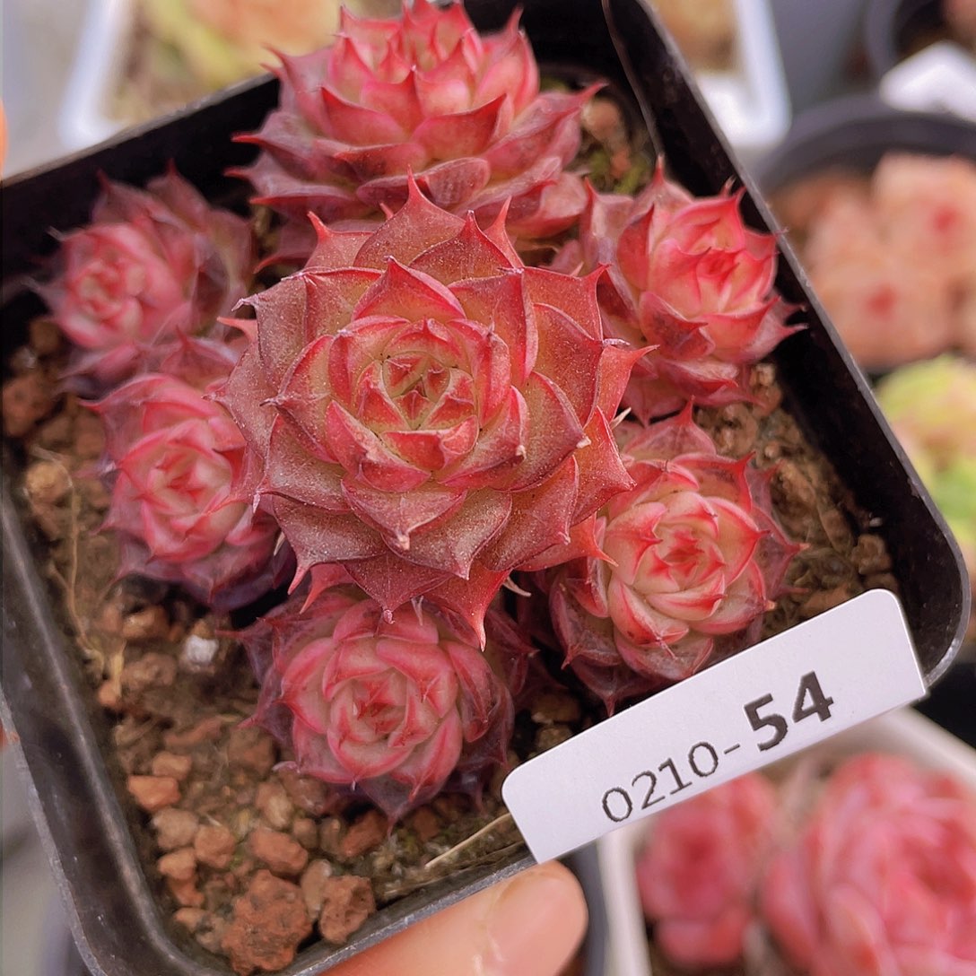 0000000000054liang pai