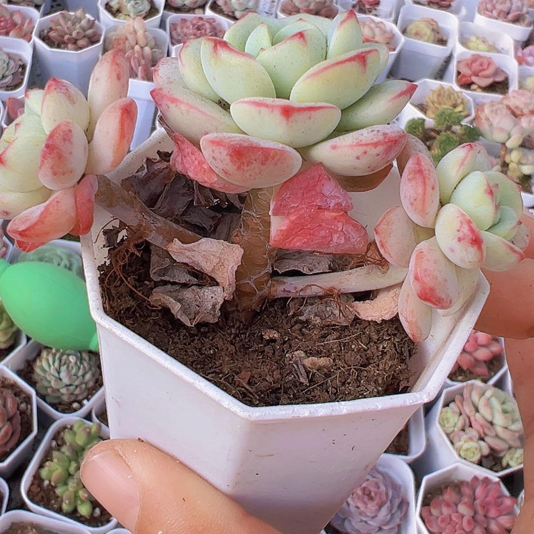 老桩香草19包邮多肉