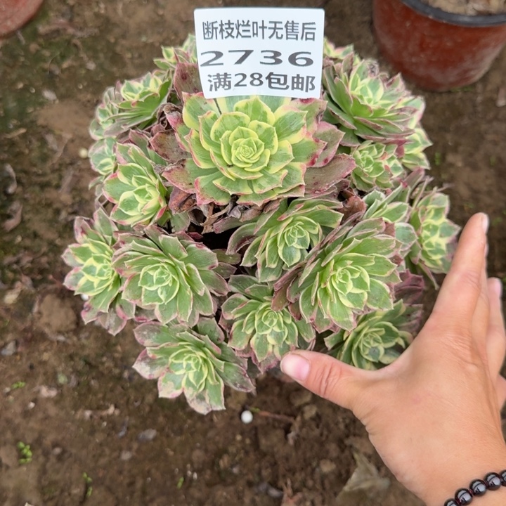 2736二号棚水蜜桃B